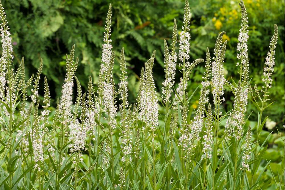 Langbladet Ærenpris 'Schneeriesin'